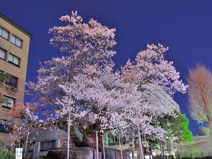 石割桜の写真