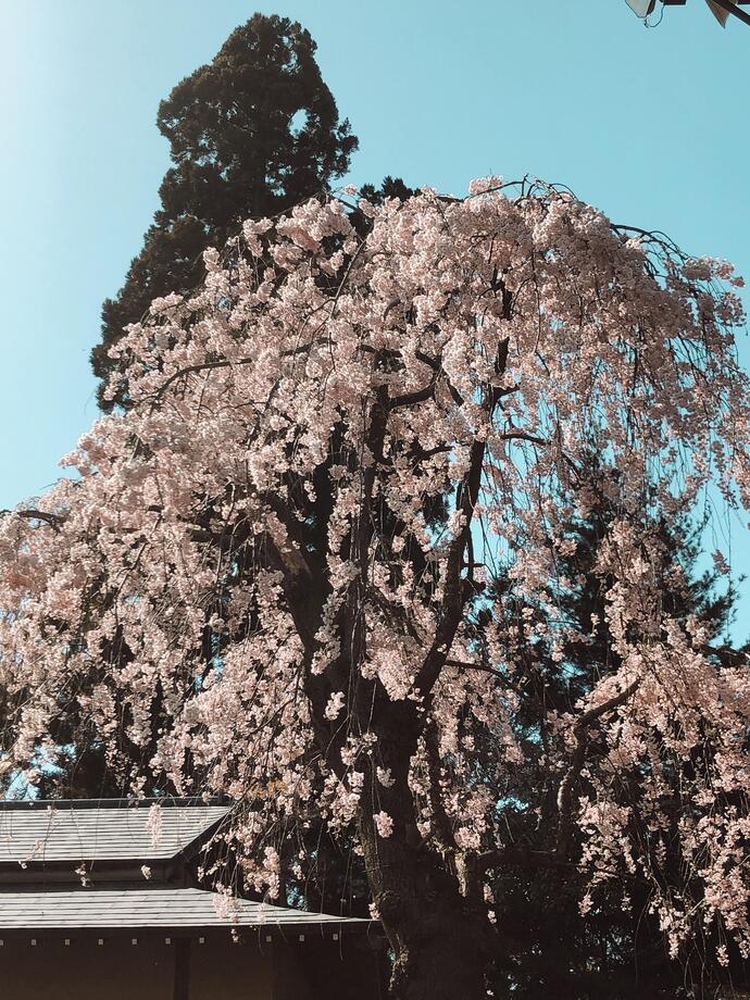 盛岡八幡宮の写真