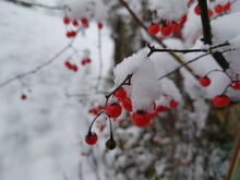 「冬の紅」