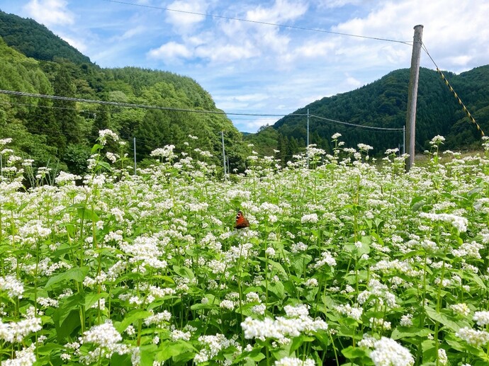 蕎麦の花畑