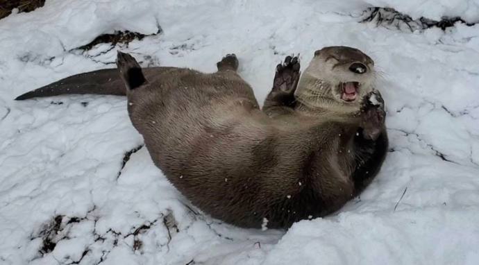 雪の中で転がるカワウソ