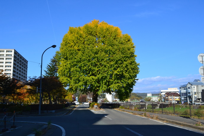 上の橋際のイチョウの写真