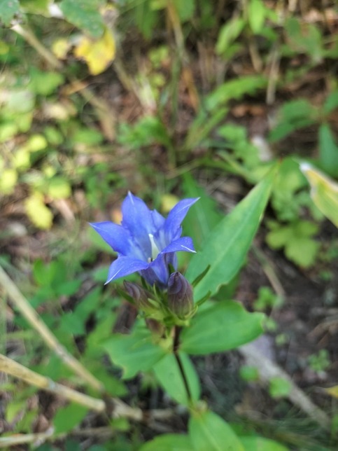 リンドウの花