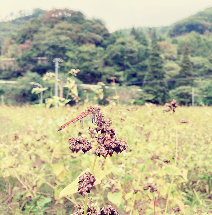 蕎麦の実とトンボ（簗川地域）