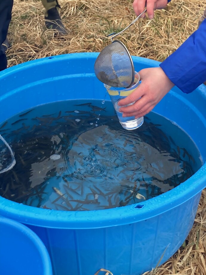 さけの稚魚