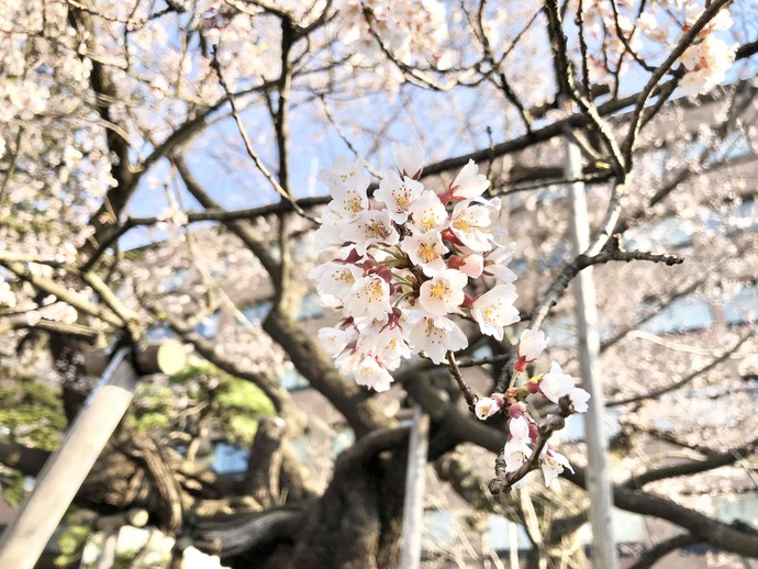 石割桜