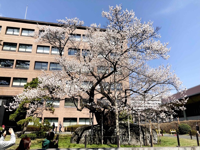 石割桜（R6.4.12）の写真