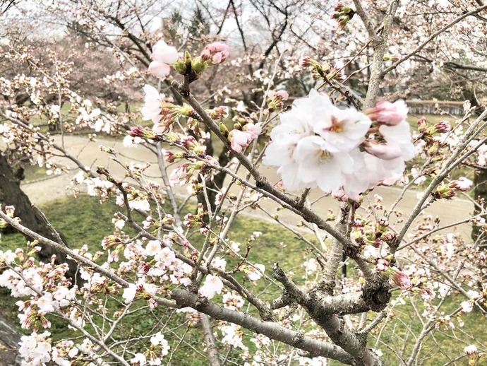 城跡公園の桜
