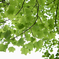 短期間で非常に大きく成長するハンテンボク（ユリノキ）の葉