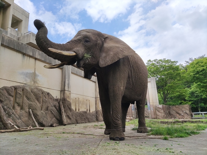 アフリカゾウのマオ