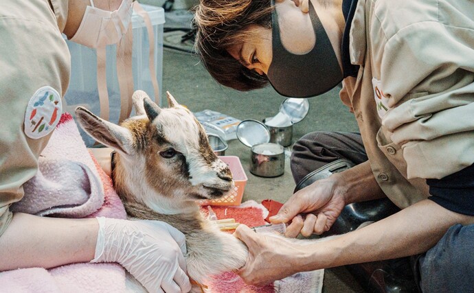ヤギの治療の様子