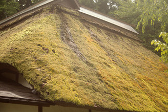 苔が一面に生えた茅葺屋根（北側）