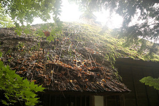 カラスによる茅の抜き取り被害が大きい箇所（南側）