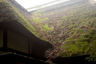 植物が植生し、茅が崩れている（西側）