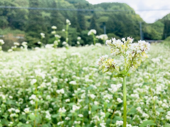 蕎麦の花畑