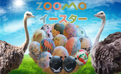 ダチョウと卵の写真（イースター）