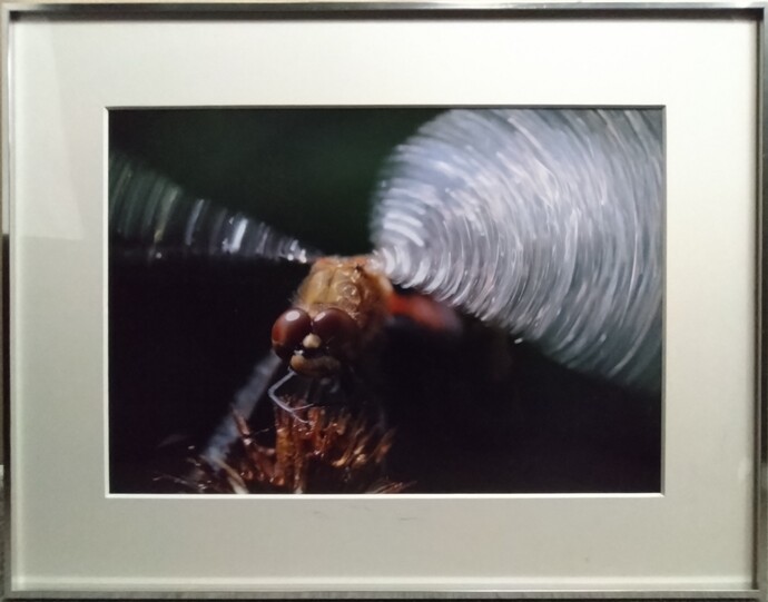 「羽音煌めく」小林　愼悦（幅690×高さ541）