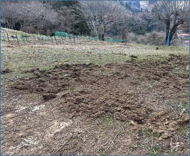イノシシ被害の画像