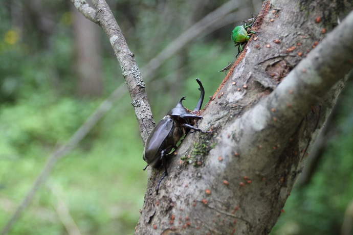 木の幹を登るカブトムシと、その上にいる緑色の甲虫の様子。