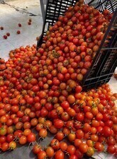 tomato2