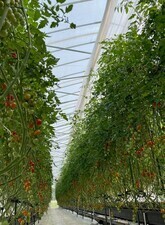 tomato3